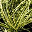 Ostřice ošimenská 'Evergold Compact' - Carex oshimensis 'Evergold Compact'