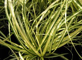 Ostřice ošimenská 'Evergold Compact' - Carex oshimensis 'Evergold Compact'