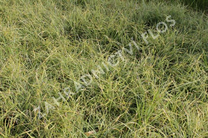 Ostřice 'Anago Kompakt' - Carex conica 'Anago Kompakt'
