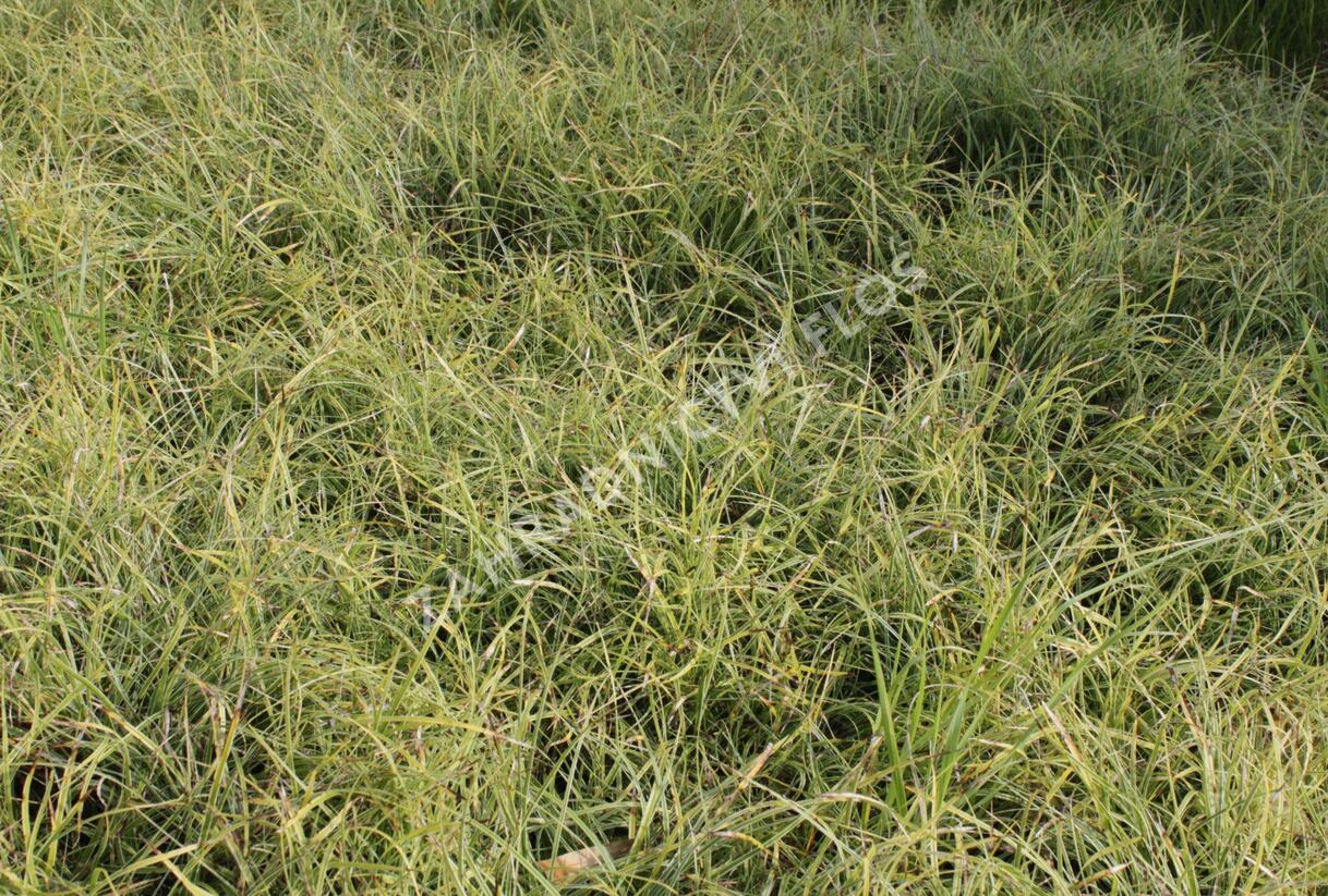 Ostřice kuželovitá 'Anago Kompakt' - Carex conica 'Anago Kompakt'