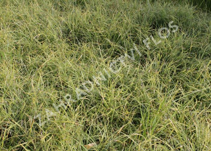 Ostřice 'Anago Kompakt' - Carex conica 'Anago Kompakt'