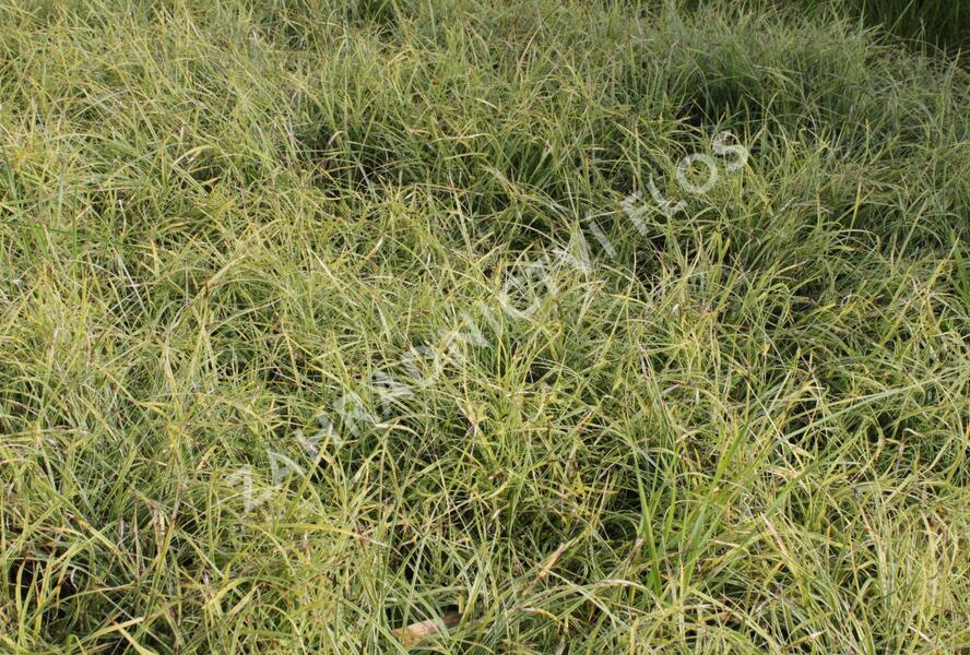 Ostřice kuželovitá 'Anago Kompakt' - Carex conica 'Anago Kompakt'