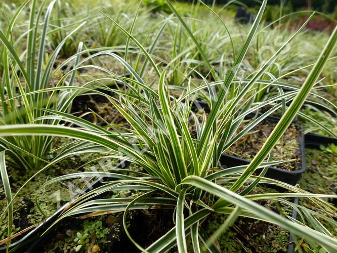 Ostřice - Carex conica