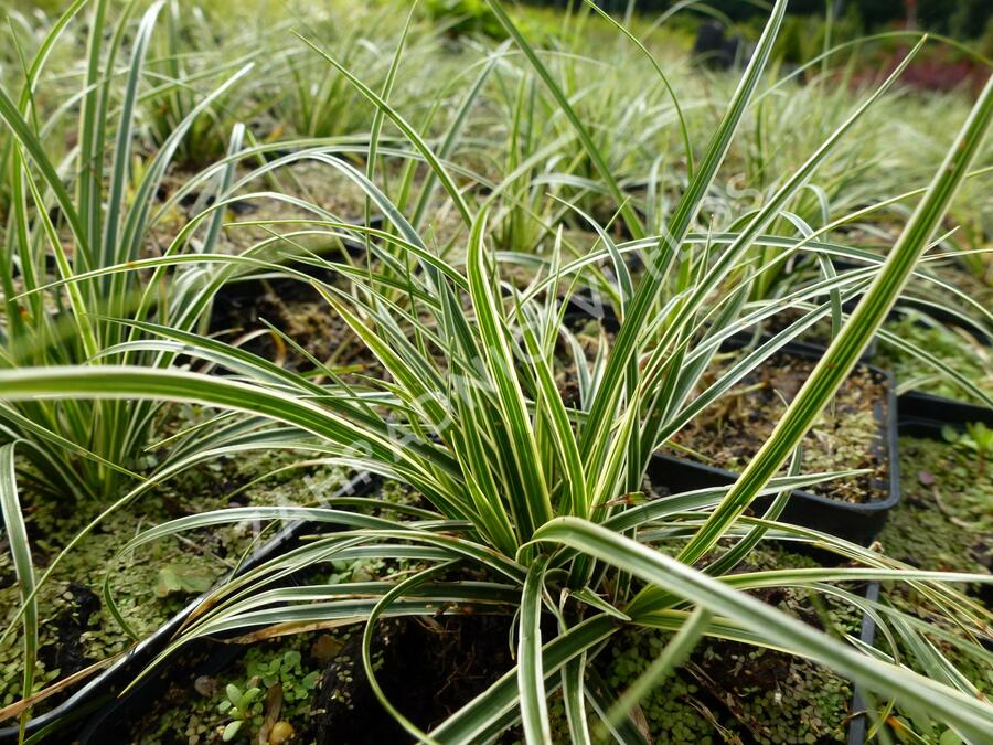 Ostřice - Carex conica