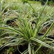 Ostřice - Carex conica