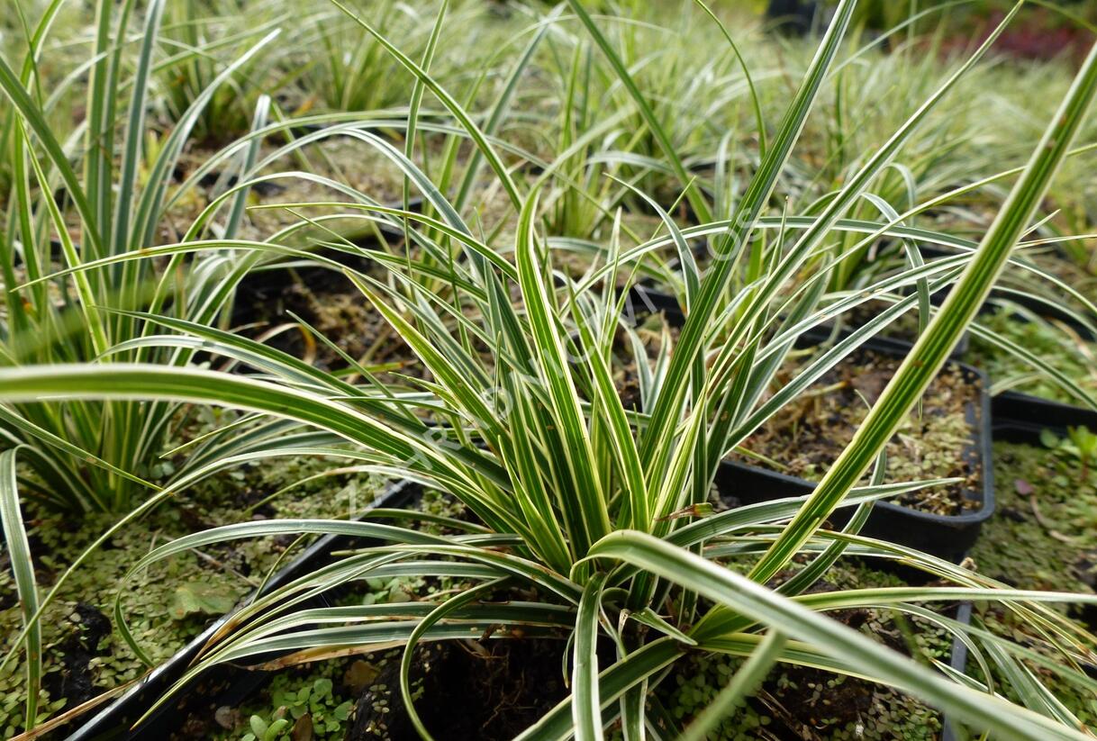 Ostřice kuželovitá - Carex conica