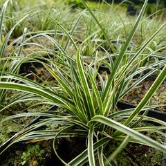 Ostřice - Carex conica