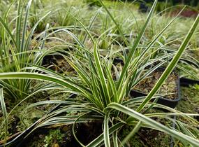 Ostřice kuželovitá - Carex conica