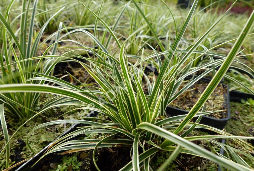 Ostřice kuželovitá - Carex conica