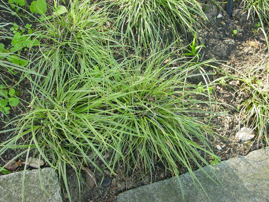 Ostřice - Carex conica