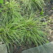 Ostřice - Carex conica