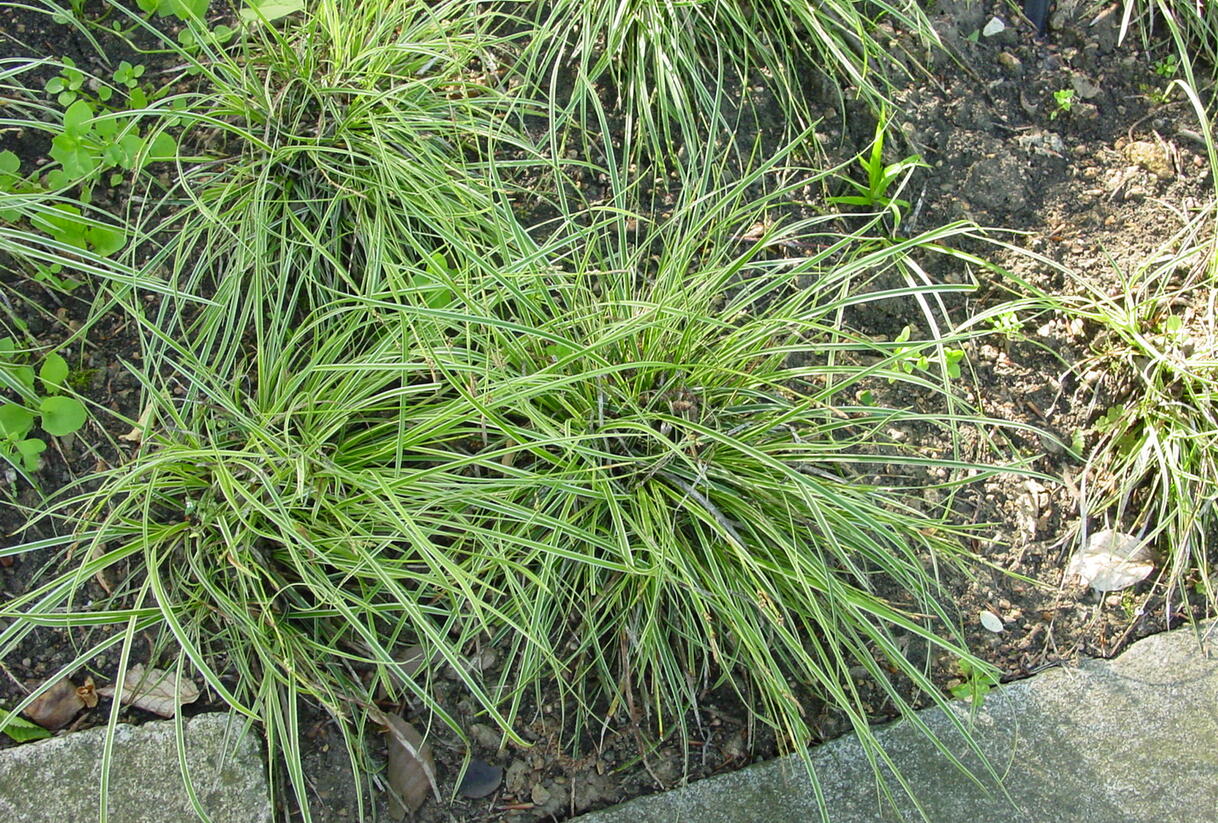 Ostřice kuželovitá - Carex conica