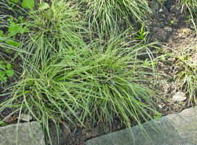 Ostřice kuželovitá - Carex conica