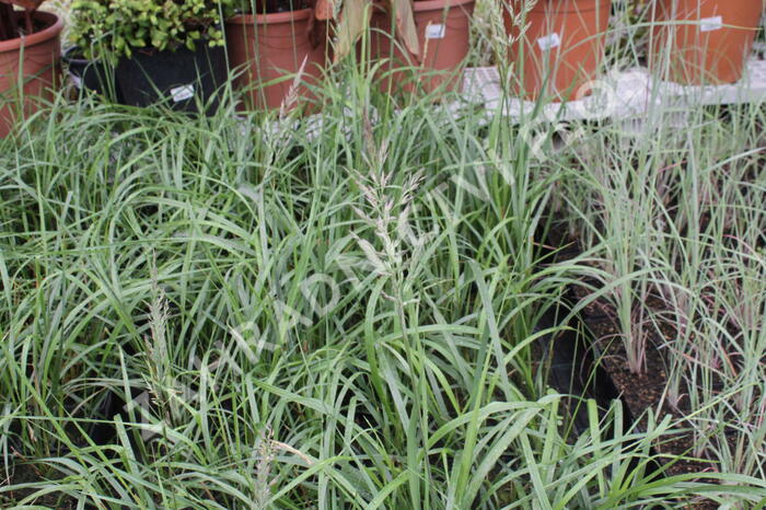 Třtina chloupkatá 'Summer Fountain' - Calamagrostis brachytricha 'Summer Fountain'