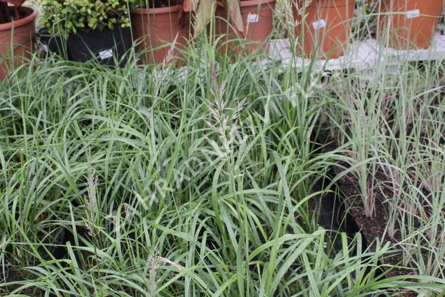 Třtina chloupkatá 'Summer Fountain' - Calamagrostis brachytricha 'Summer Fountain'