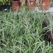 Třtina chloupkatá 'Summer Fountain' - Calamagrostis brachytricha 'Summer Fountain'