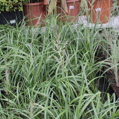 Třtina chloupkatá 'Summer Fountain' - Calamagrostis brachytricha 'Summer Fountain'