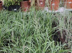 Třtina chloupkatá 'Summer Fountain' - Calamagrostis brachytricha 'Summer Fountain'