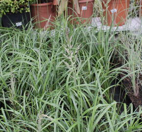 Třtina chloupkatá 'Summer Fountain' - Calamagrostis brachytricha 'Summer Fountain'