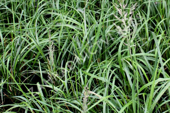 Třtina chloupkatá 'Summer Fountain' - Calamagrostis brachytricha 'Summer Fountain'