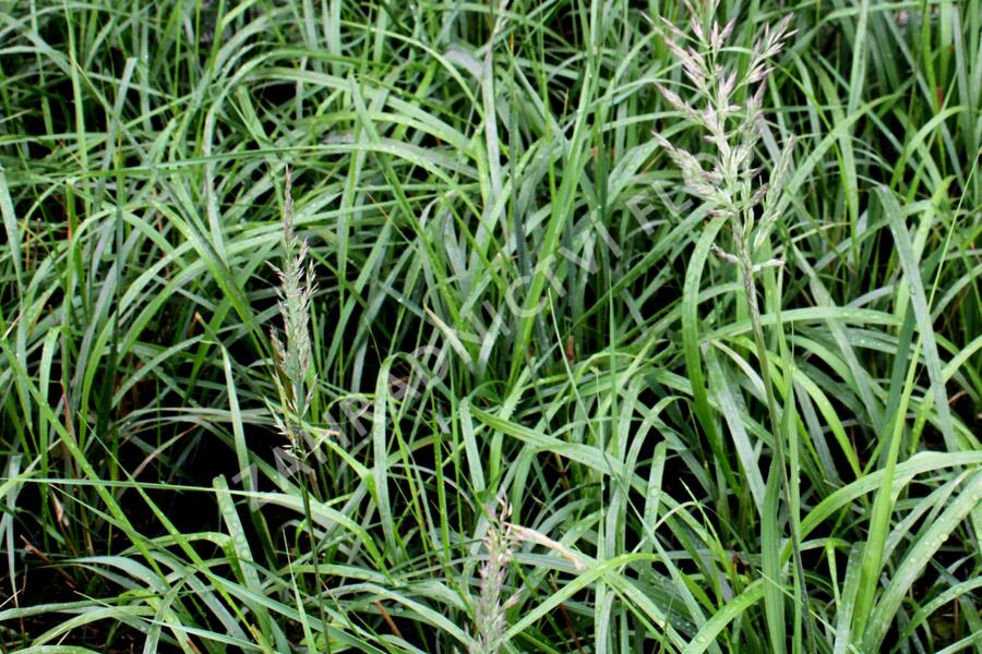 Třtina chloupkatá 'Summer Fountain' - Calamagrostis brachytricha 'Summer Fountain'