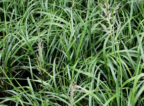 Třtina chloupkatá 'Summer Fountain' - Calamagrostis brachytricha 'Summer Fountain'
