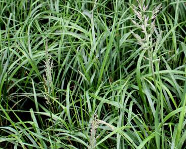 Třtina chloupkatá 'Summer Fountain'