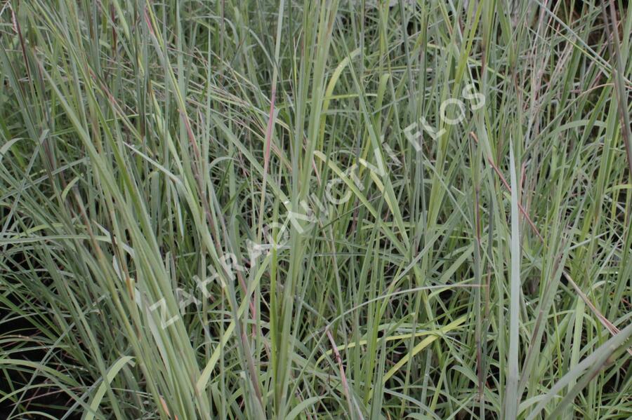 Vousatice metlatá 'Prairie Blues' - Andropogon scoparius 'Prairie Blues'