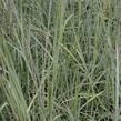 Vousatice metlatá 'Prairie Blues' - Andropogon scoparius 'Prairie Blues'