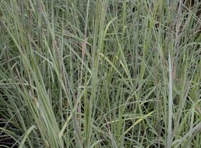 Vousatice metlatá 'Prairie Blues' - Andropogon scoparius 'Prairie Blues'
