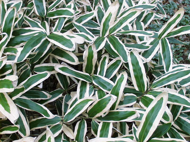 Bambus - Sasa veitchii