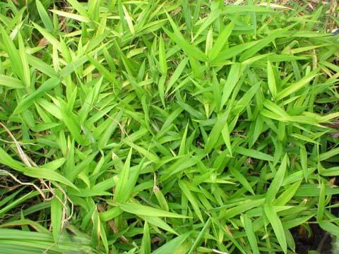 Bambus - Pleioblastus humilis