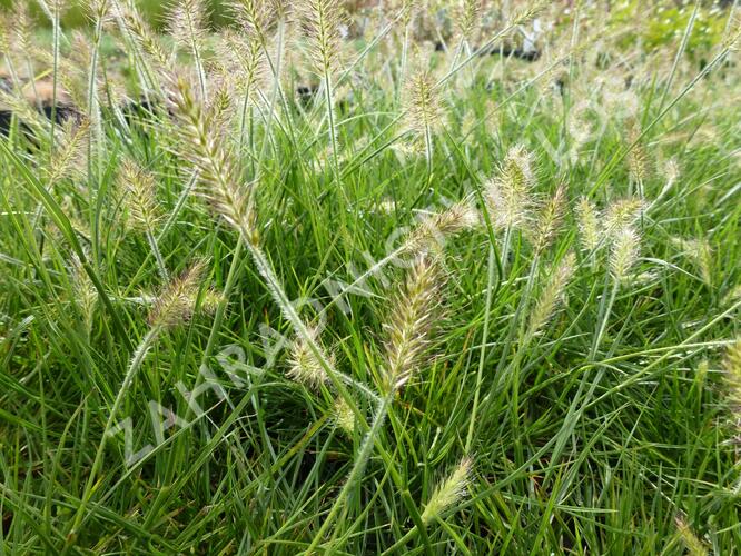 Dochan psárkovitý 'Weserbergland' - Pennisetum alopecuroides 'Weserbergland'