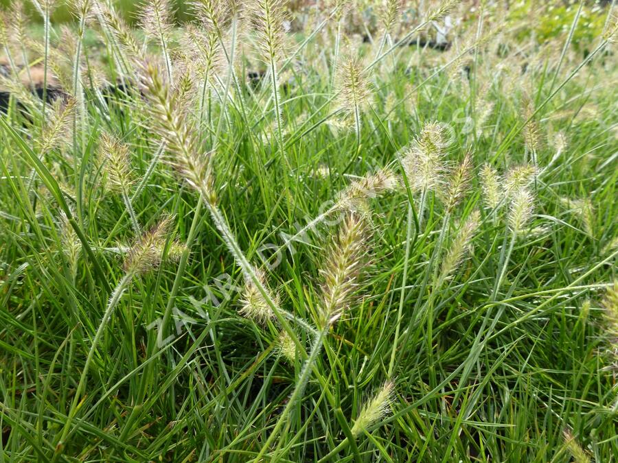 Dochan psárkovitý 'Weserbergland' - Pennisetum alopecuroides 'Weserbergland'