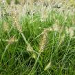 Dochan psárkovitý 'Weserbergland' - Pennisetum alopecuroides 'Weserbergland'