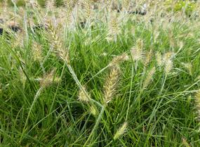 Dochan psárkovitý 'Weserbergland' - Pennisetum alopecuroides 'Weserbergland'