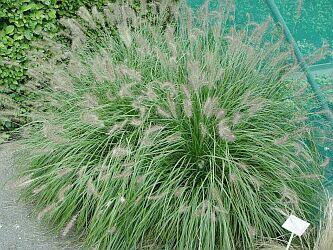 Dochan psárkovitý 'Weserbergland' - Pennisetum alopecuroides 'Weserbergland'