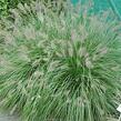 Dochan psárkovitý 'Weserbergland' - Pennisetum alopecuroides 'Weserbergland'