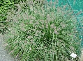 Dochan psárkovitý 'Weserbergland' - Pennisetum alopecuroides 'Weserbergland'