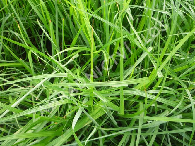 Dochan psárkovitý - Pennisetum alopecuroides var. viridescens