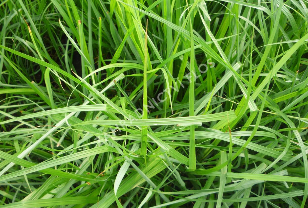 Dochan psárkovitý - Pennisetum alopecuroides var. viridescens