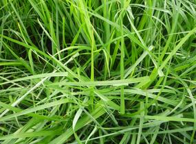 Dochan psárkovitý - Pennisetum alopecuroides var. viridescens