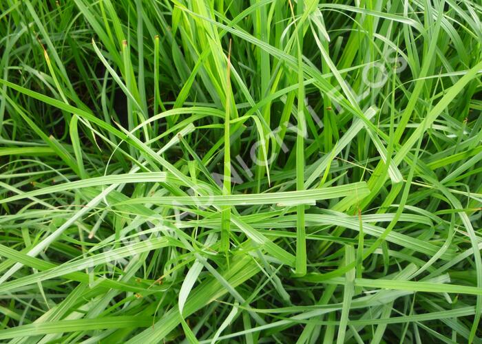Dochan psárkovitý - Pennisetum alopecuroides var. viridescens