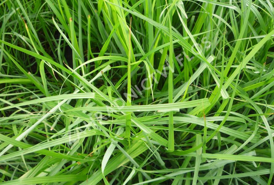Dochan psárkovitý - Pennisetum alopecuroides var. viridescens