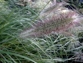 Dochan psárkovitý - Pennisetum alopecuroides var. viridescens