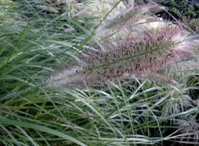 Dochan psárkovitý - Pennisetum alopecuroides var. viridescens