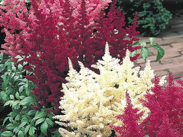 Čechrava Arendsova mix - Astilbe arendsii mix