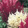 Čechrava Arendsova mix - Astilbe arendsii mix