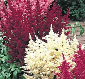 Čechrava Arendsova mix - Astilbe arendsii mix