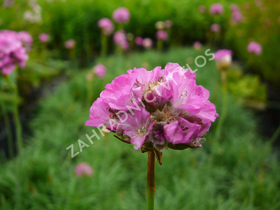 Trávnička přímořská 'Splendens' - Armeria maritima 'Splendens'